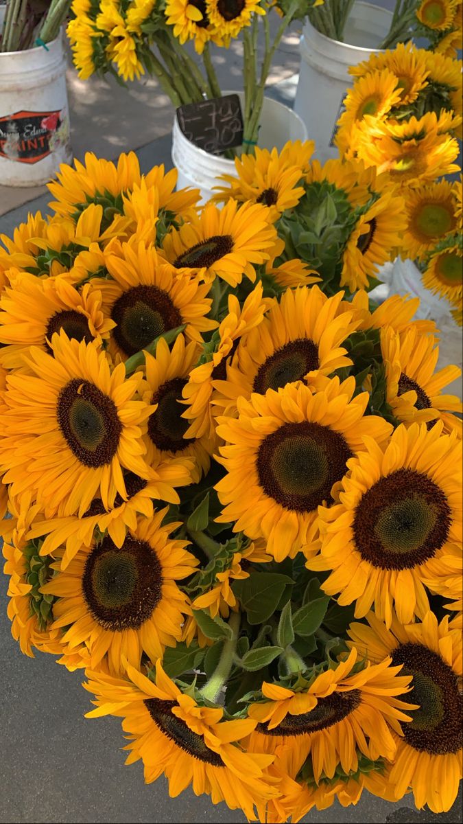sunflowers_
